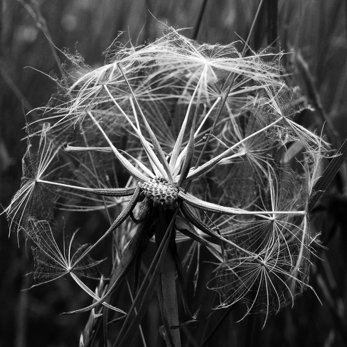 2008-06-23 tragopogon pratensis