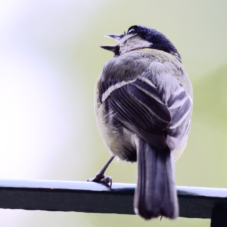 2011-07-13 birdy /  vogerl