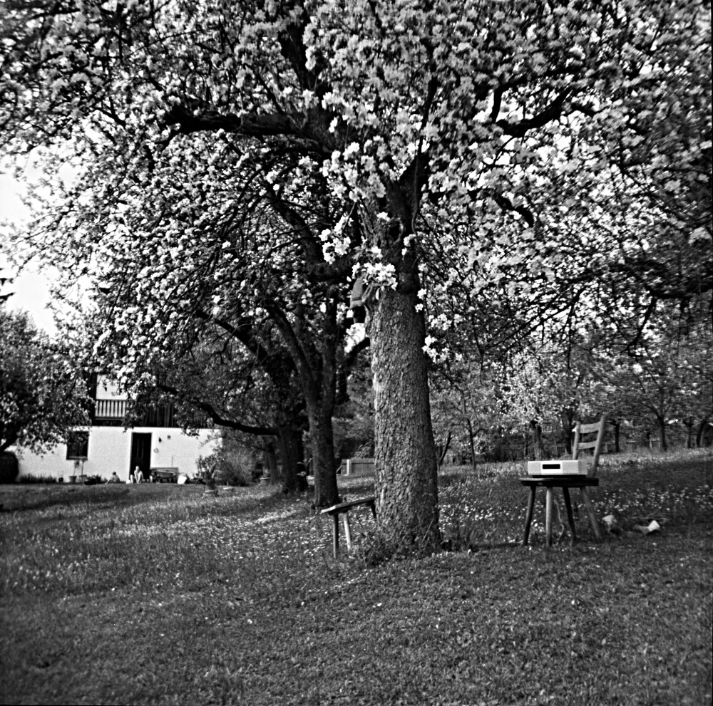 2014-06-15 cherry tree / kirschbaum