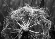 tragopogon pratensis