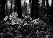 in the woods / im wal da isses kalt