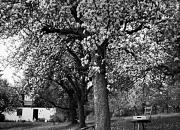 cherry tree / kirschbaum